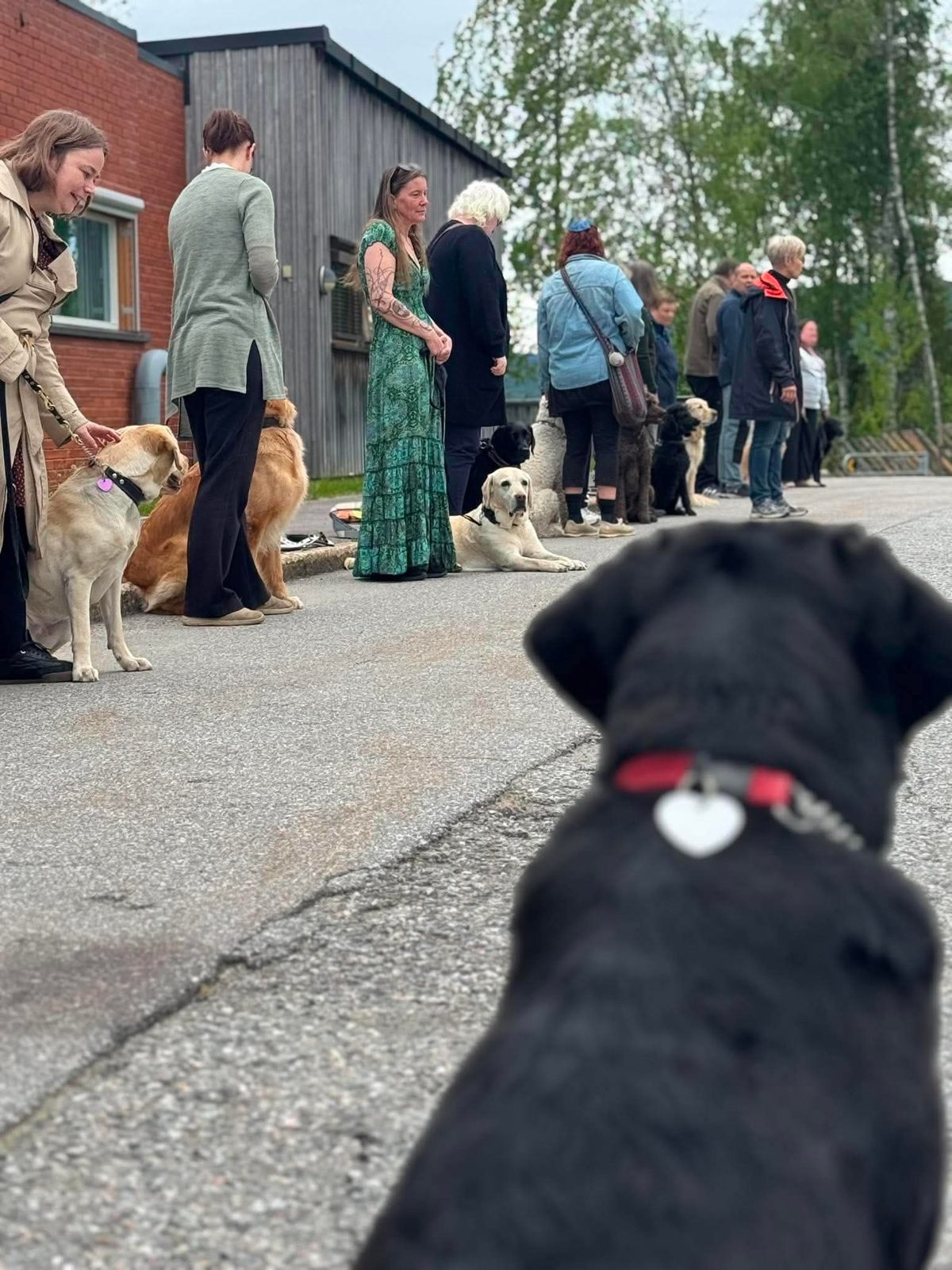 Førerhunder og eiere samlet til sosial aktivitet.