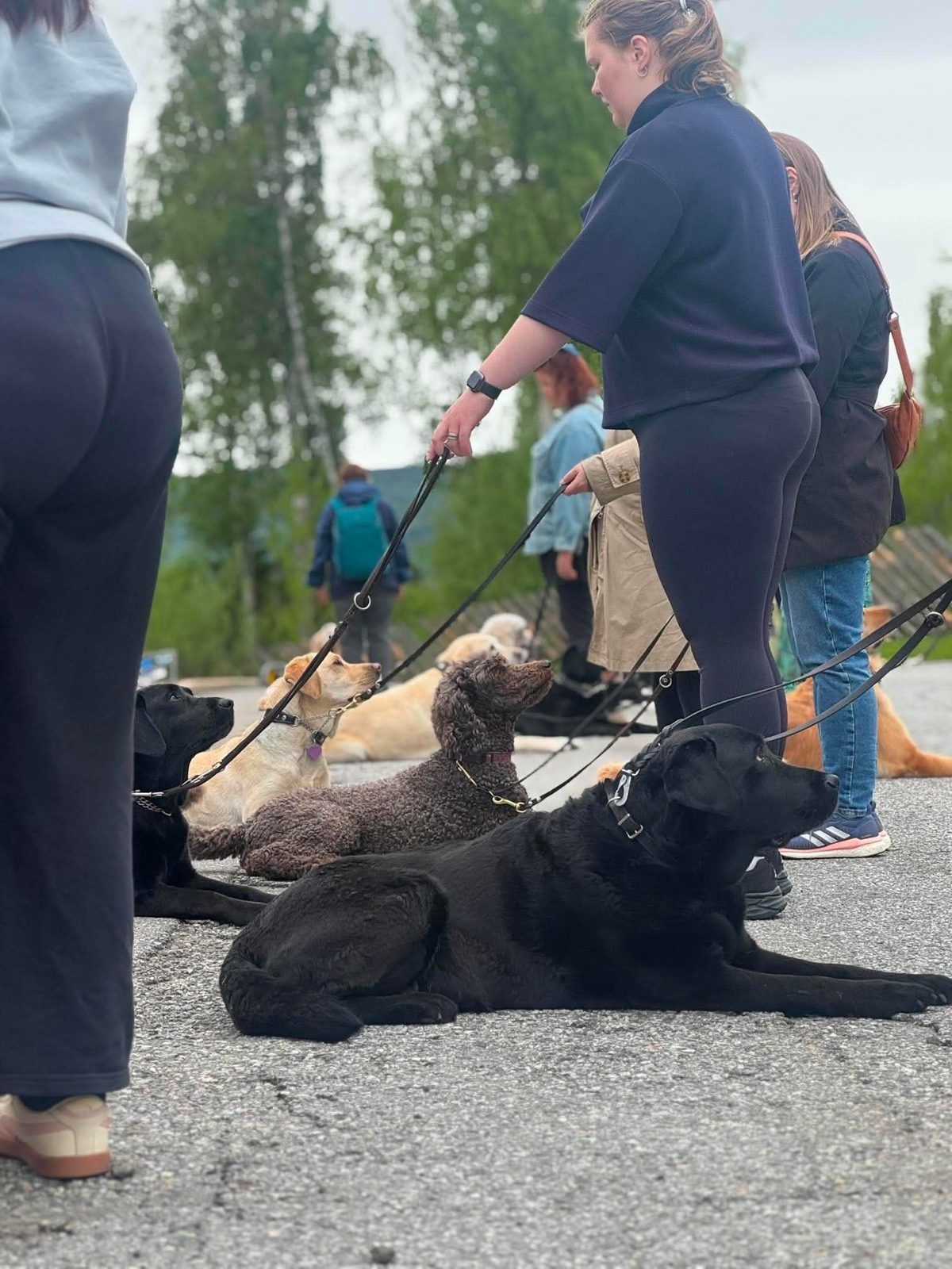 Trening og sosialt samvær med hundene.