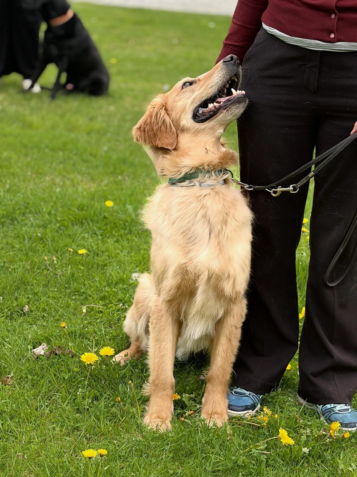 Hund og fører under trening utendørs.